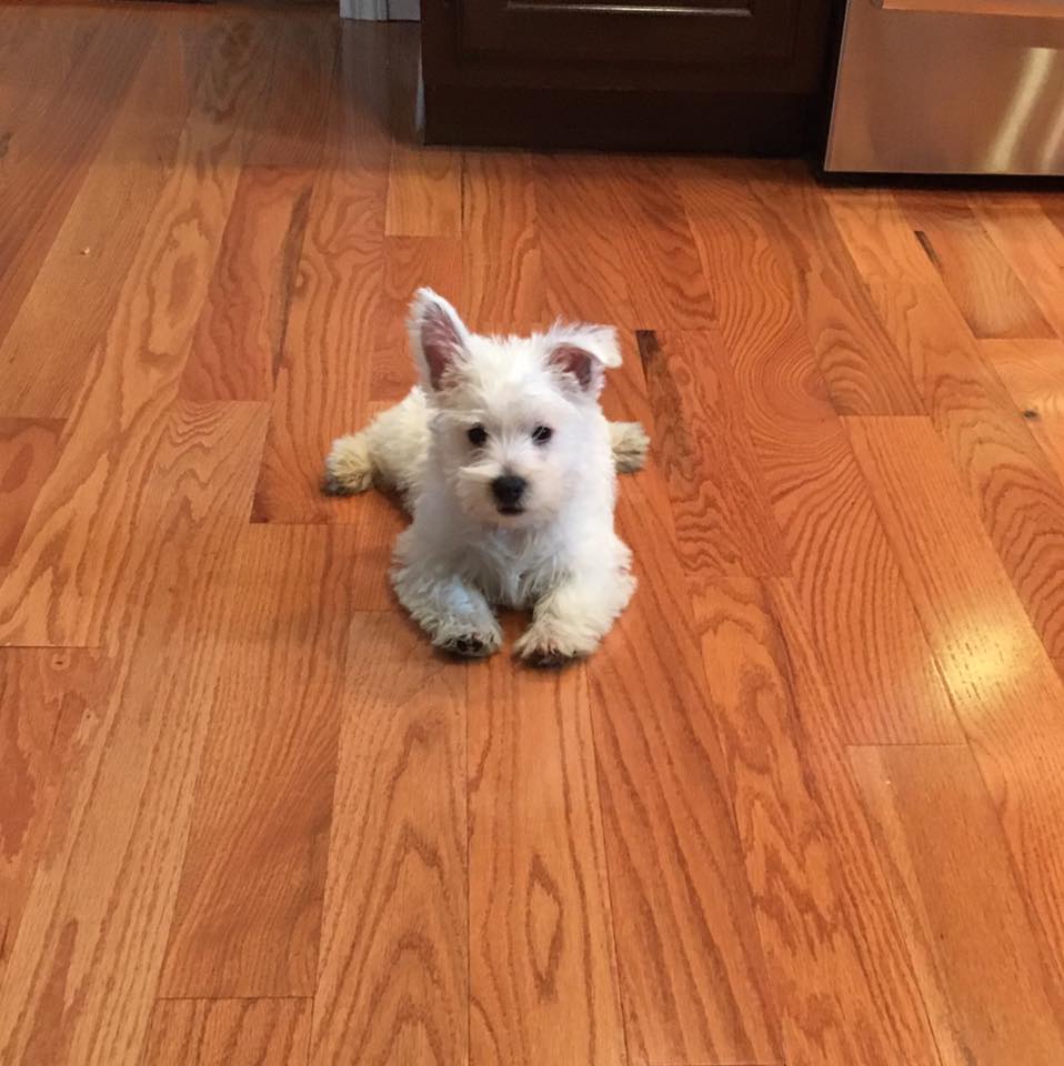 PPF Farms Kennel for West Highland White Terriers Westies